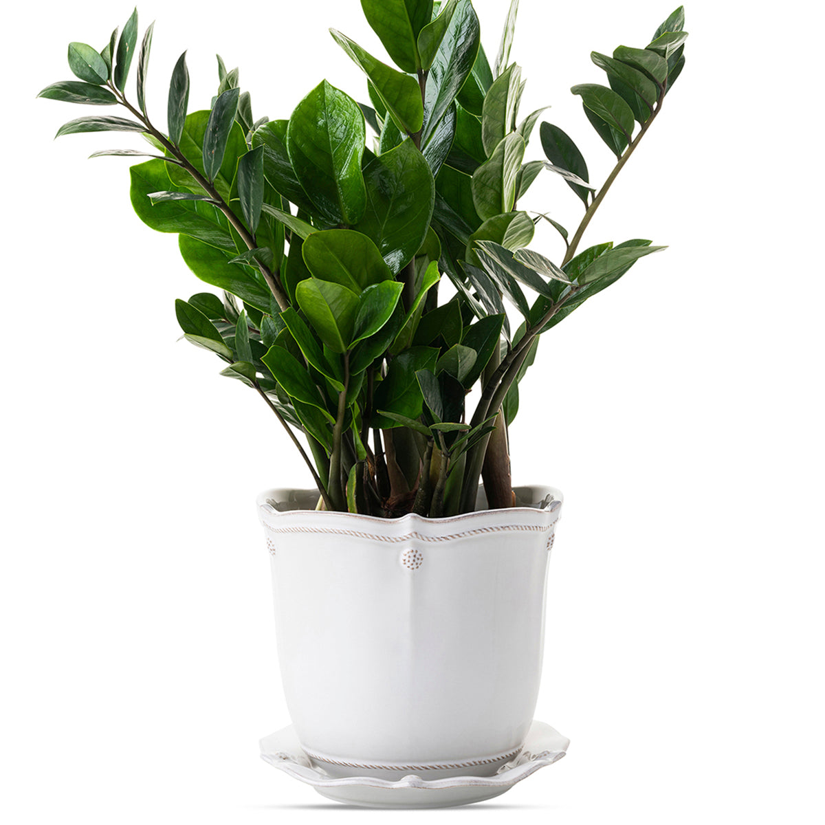 Berry & Thread 7 Planter - Whitewash - Image 2