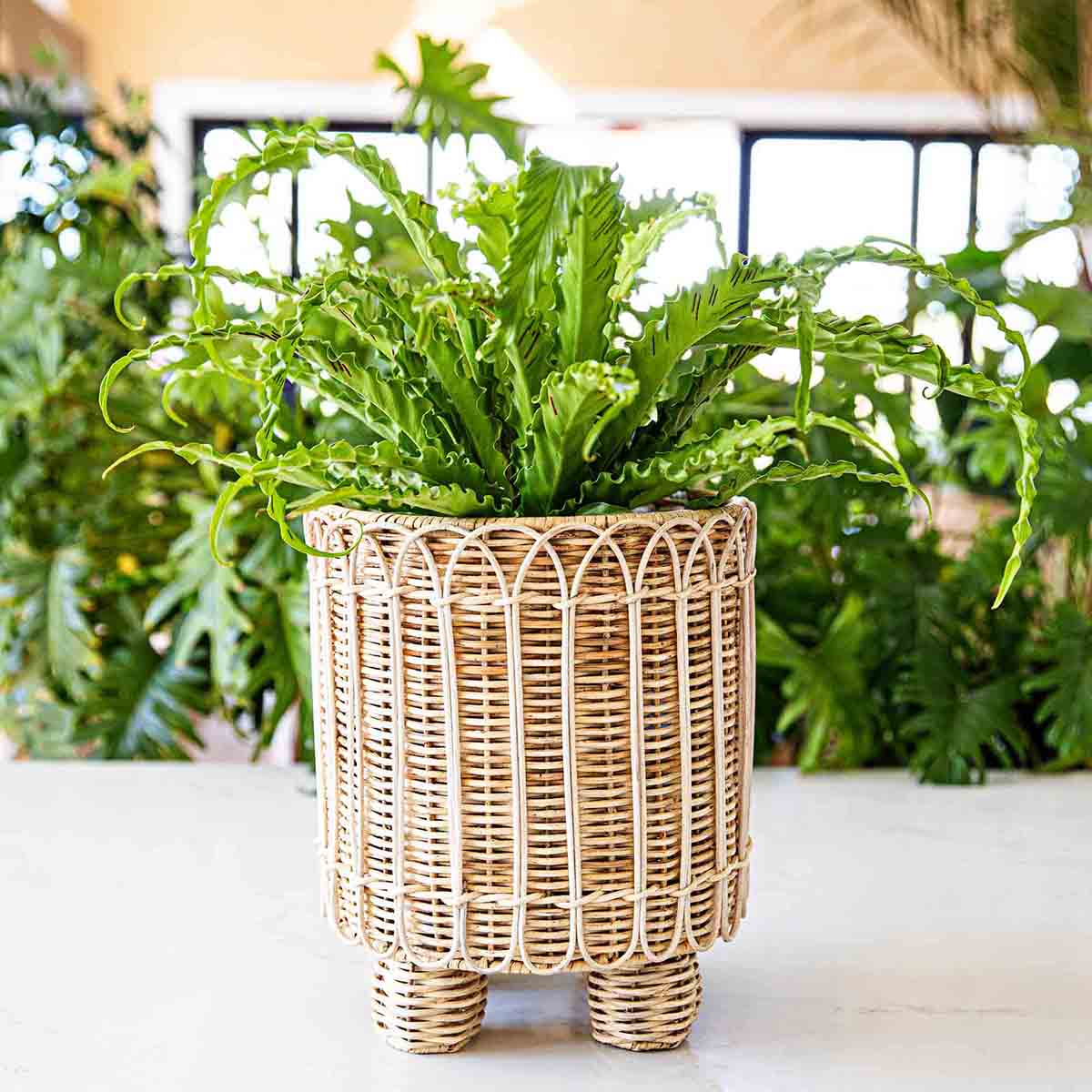 Provence Rattan 8 Round Planter - Whitewash - Image 3