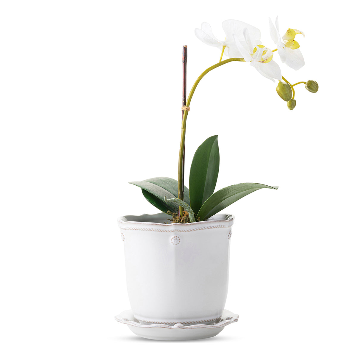 Berry & Thread 5 Planter - Whitewash - Image 2